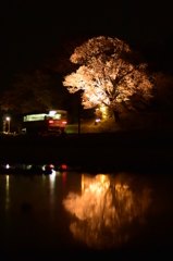 逆夜桜