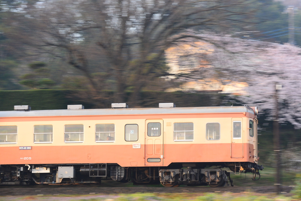 キハ205桜流し