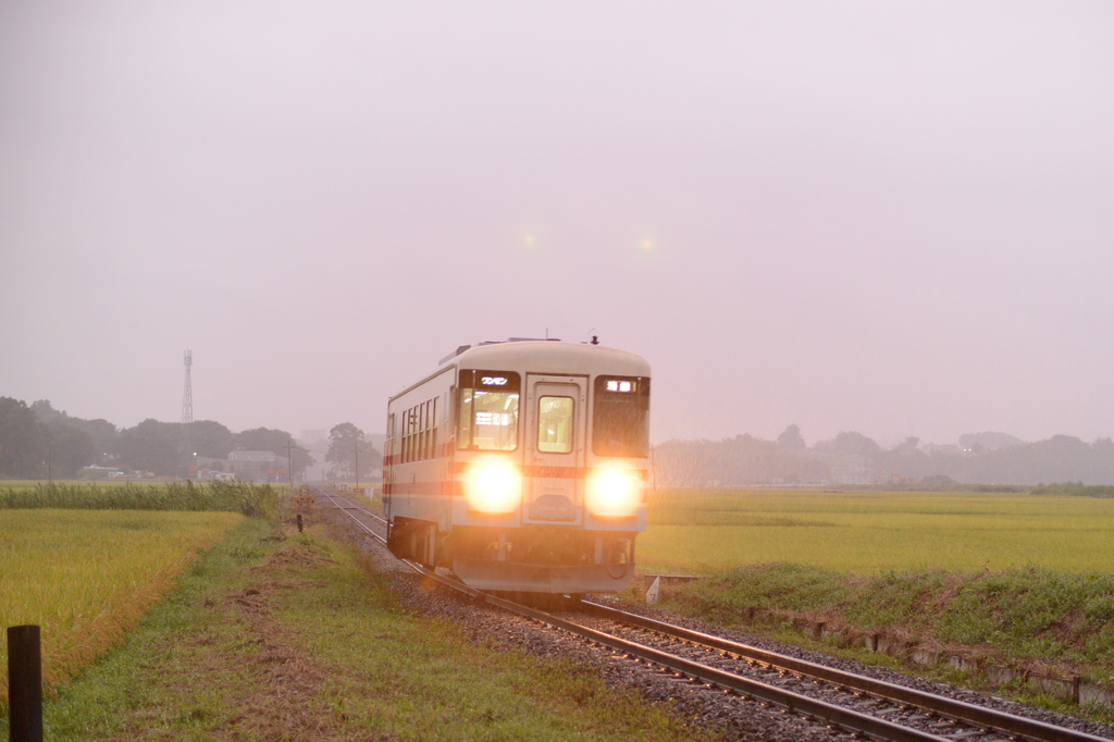 雨の水田地帯