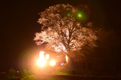 夜桜の下