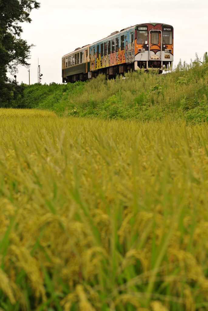 水田地帯を行く