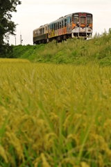 水田地帯を行く