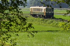 育つ稲