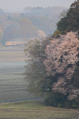 朝霧と桜