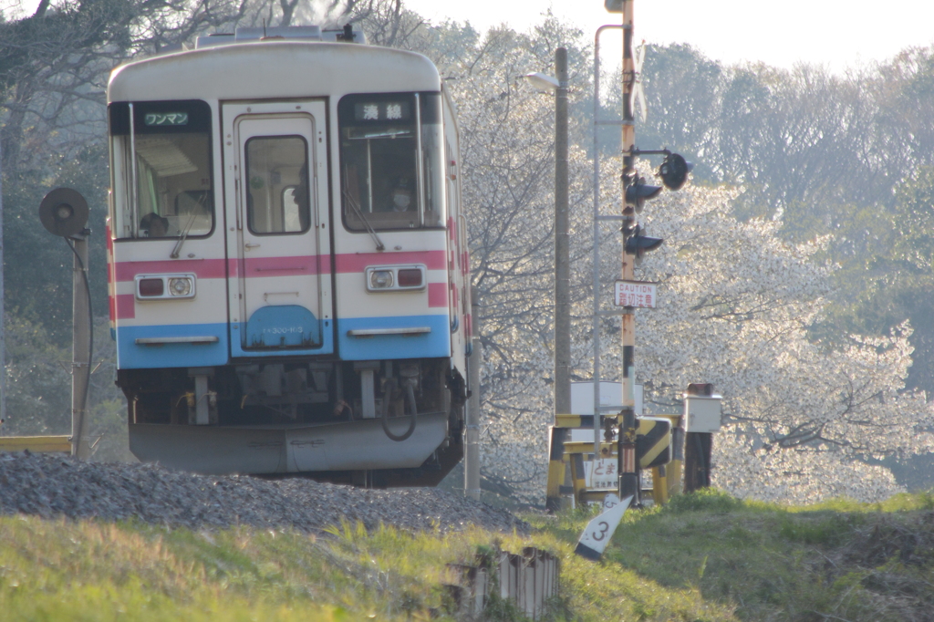 桜，踏切