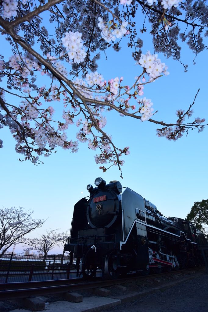 デゴイチ桜を愛でる