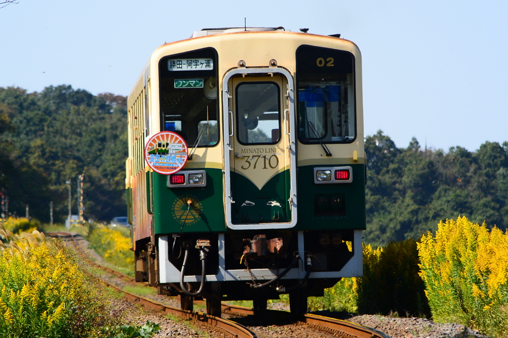 セイタカアワダチソウの道