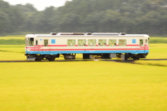 黄金の中を行く