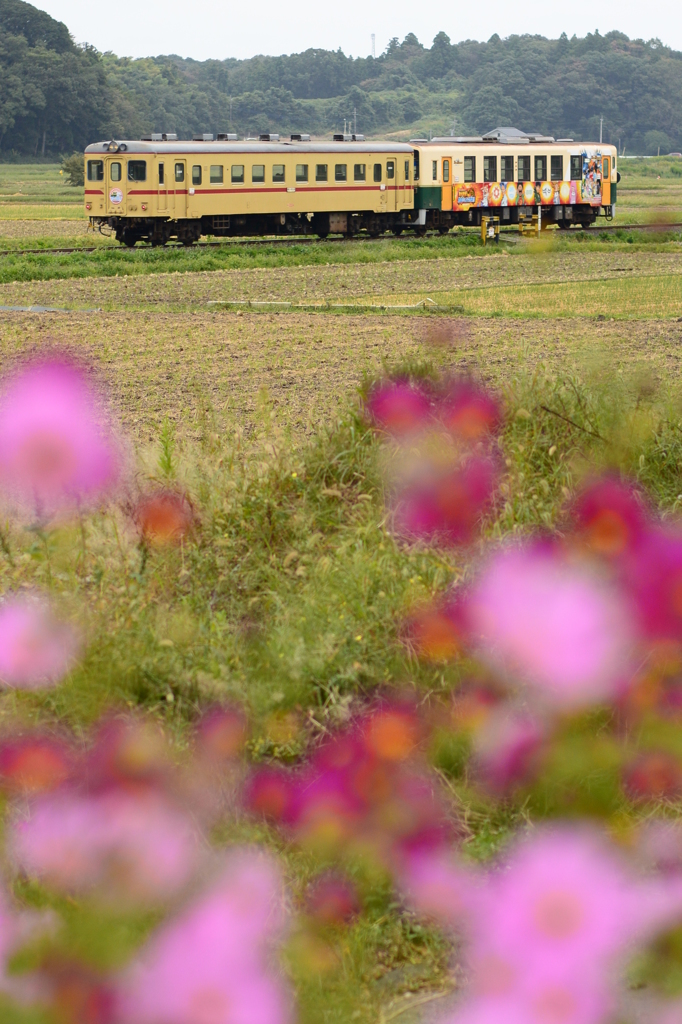 旧型＋ラッピングトレイン