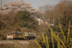 桜の下
