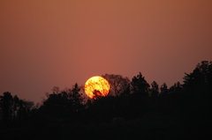 樹木に透ける太陽