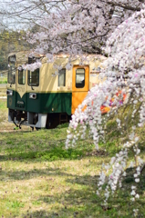 桜を抜けて