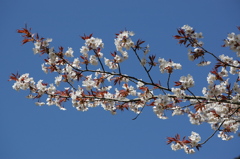 青空と山桜