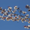 青空と山桜