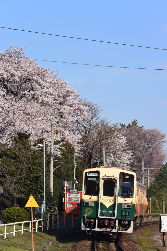 青空と桜