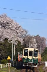 青空と桜