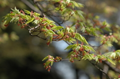 モミジの芽吹き