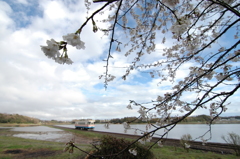 雨上がりの桜