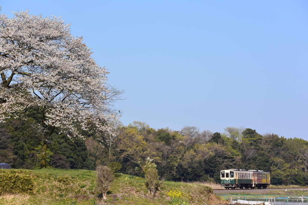 青空と桜