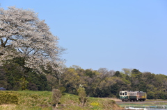 青空と桜
