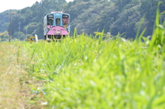 緑の中