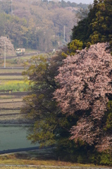 里の山桜(01)