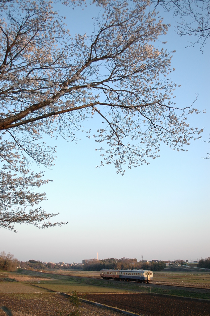 ヤマザクラ朝の風景