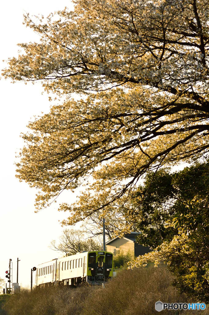 朝桜