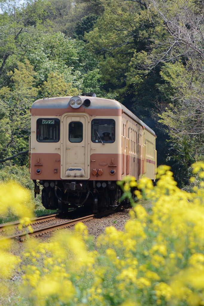 菜の花彩る鉄路