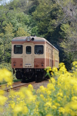 菜の花彩る鉄路