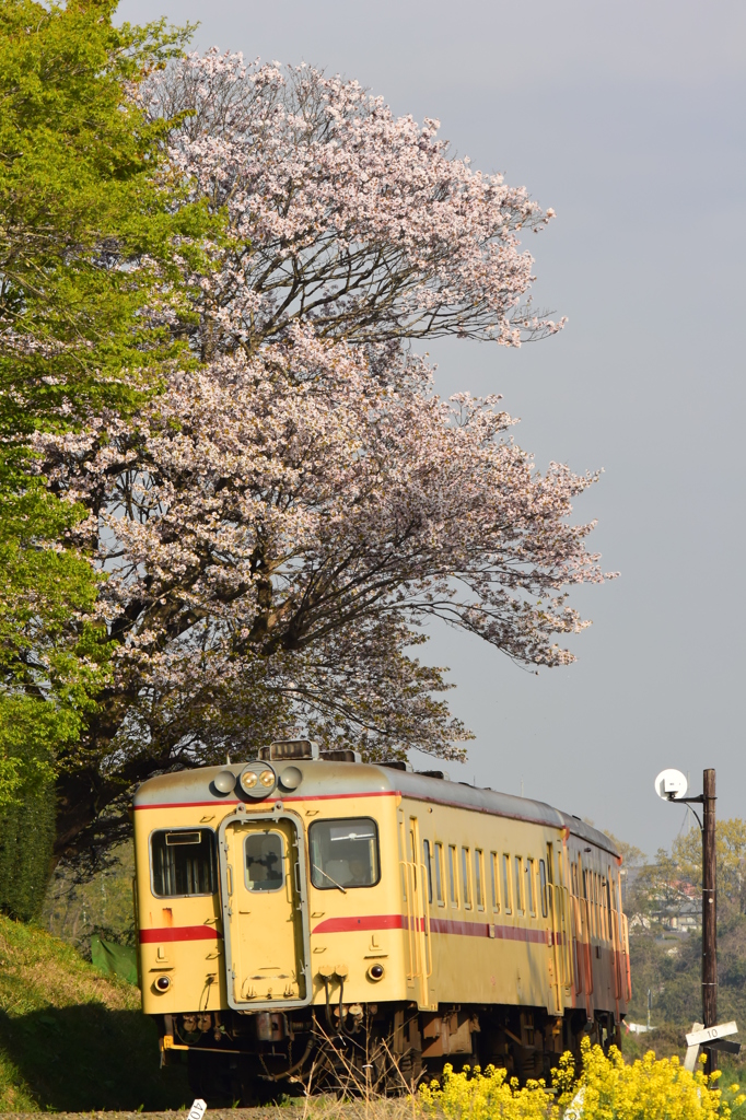 散り際の桜