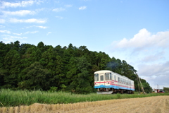 刈り入れ後