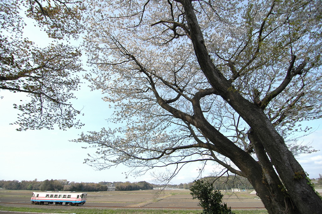 天を覆う桜