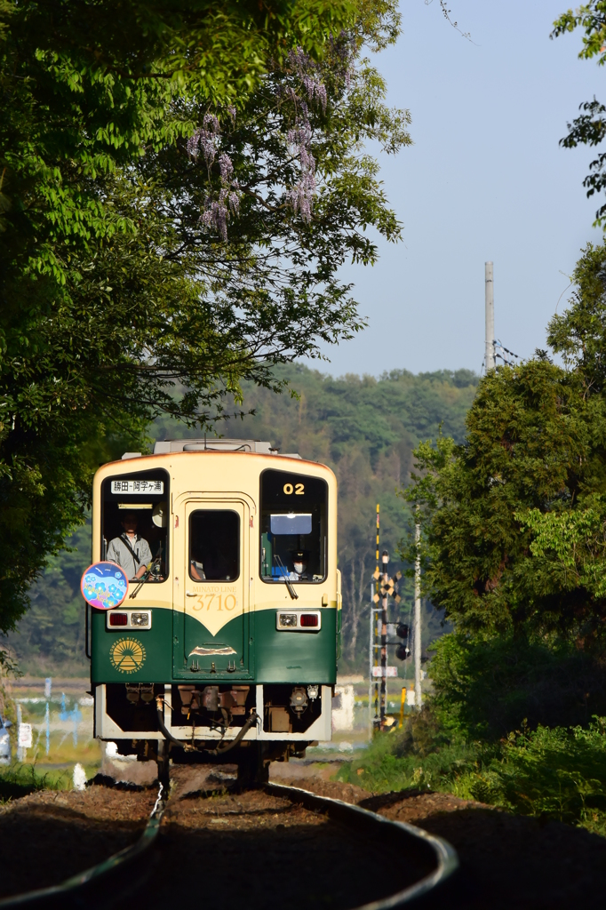 藤が咲く鉄路
