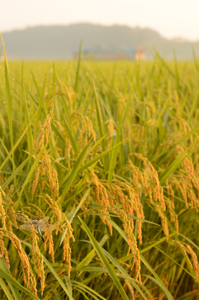 朝露に濡れた翅