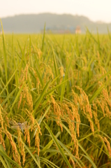 朝露に濡れた翅