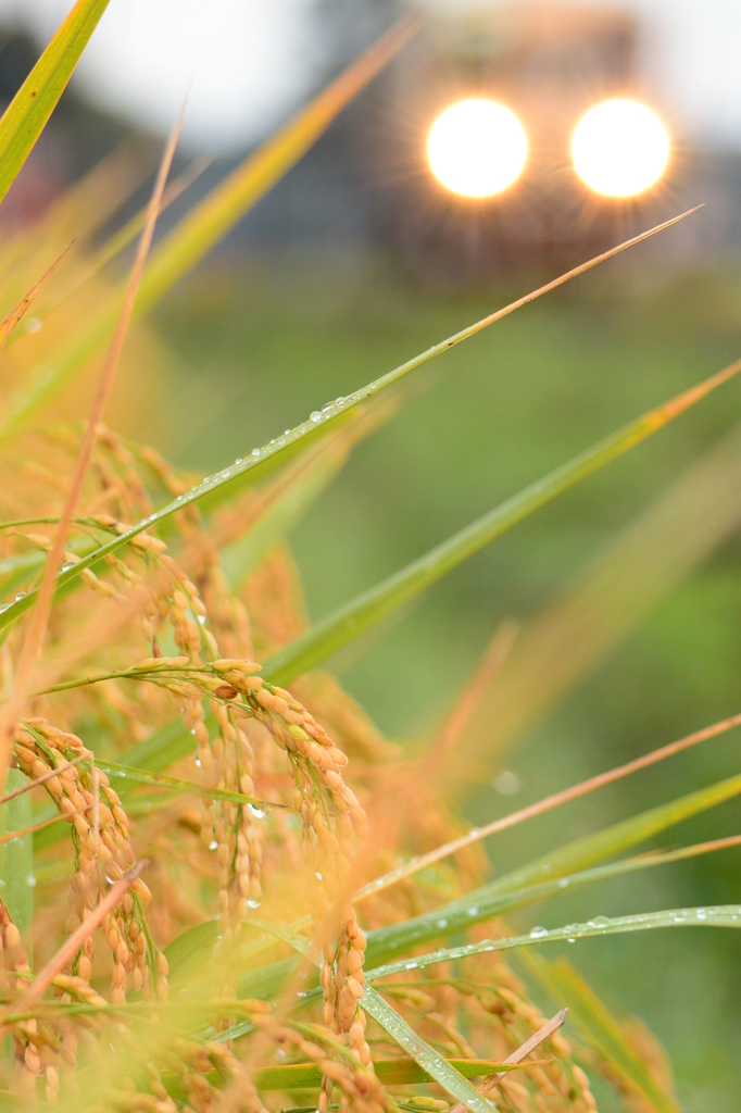 雨上がりの稲穂