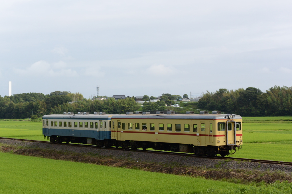 水田の中を走る