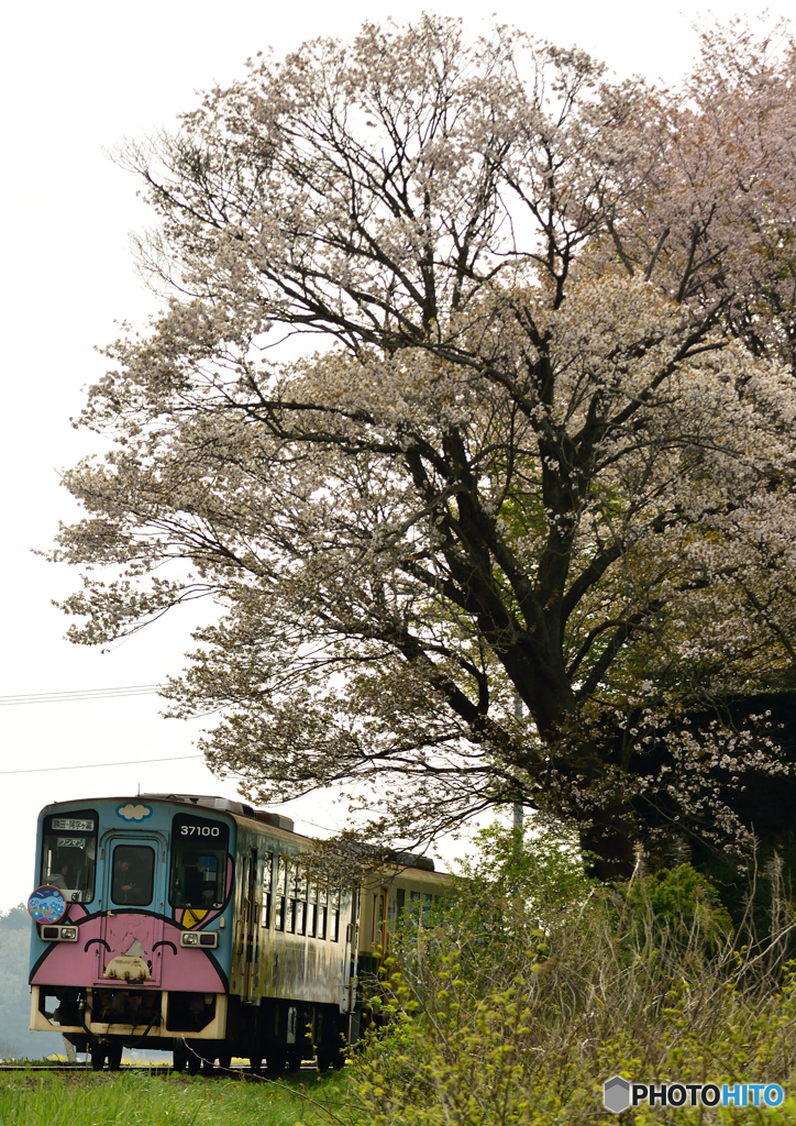 桜の下