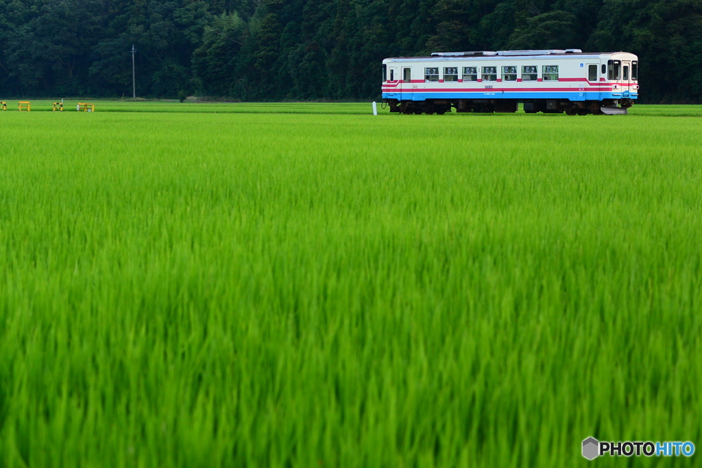 稲の草原