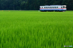 稲の草原