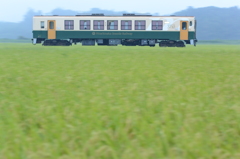 稲穂の海，疾走