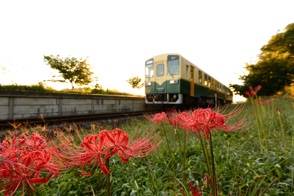 彼岸花が咲く駅