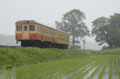 雨にぬれる