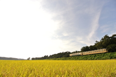 朝の光を浴びて