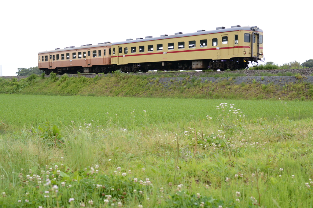 あぜ道の白い花