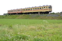 あぜ道の白い花