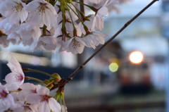 桜，残っています。