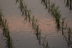 水田に映る夕雲