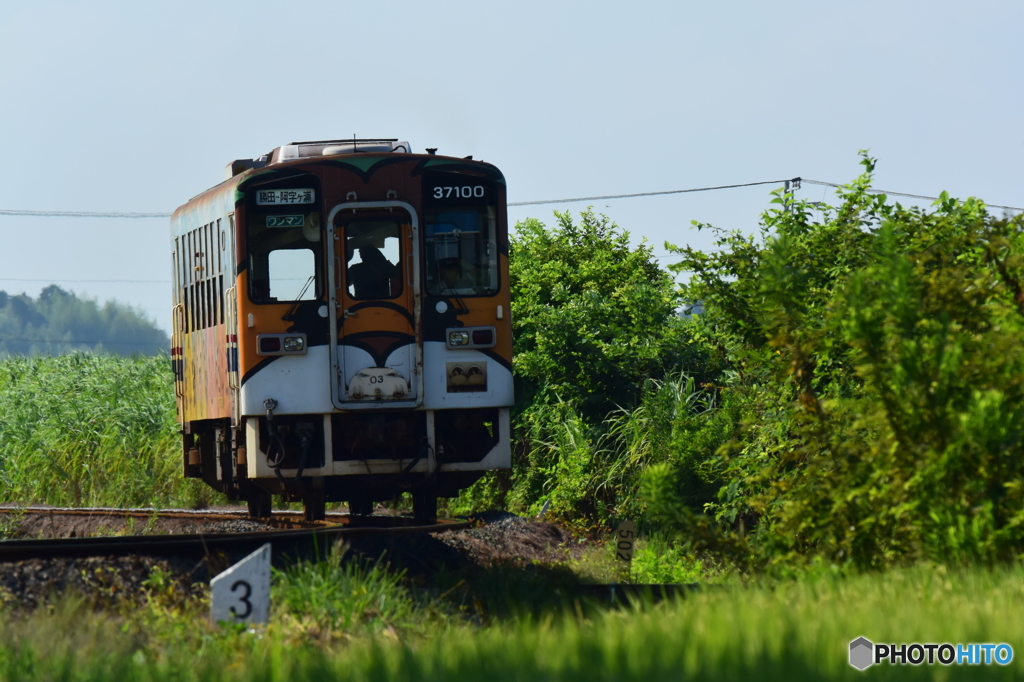 夏の影